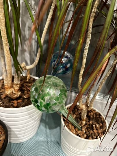 Колбы автополив муранское стекло