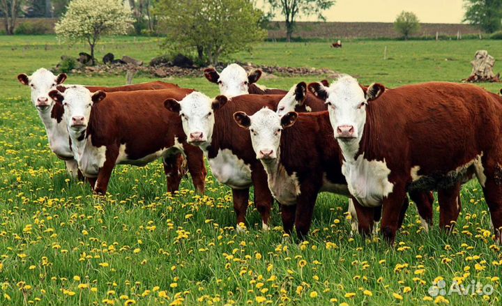 Коровы телята бычки