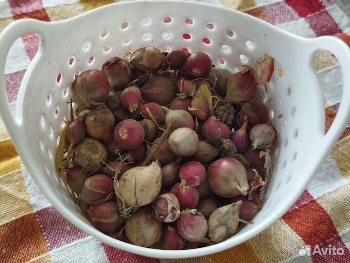 Лук многолетний