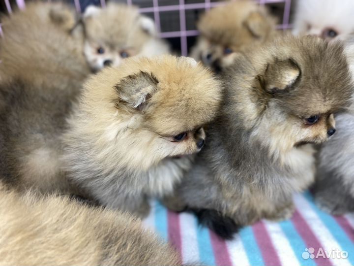 Щенки шпица - целая куча породистых щенков