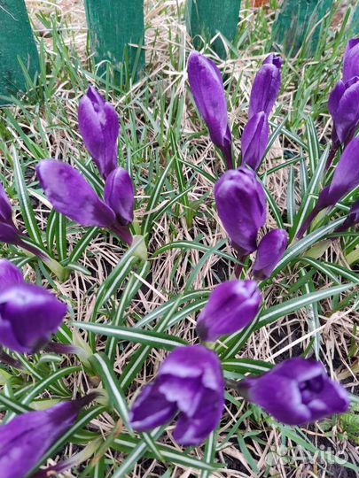 Крокусы