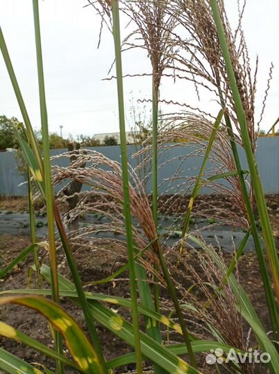 Мискантус зебринус