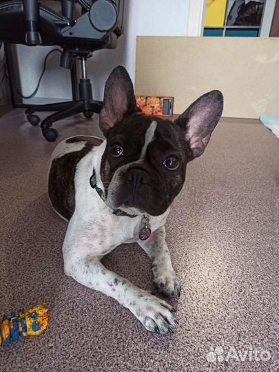 Передержка животных, выгул и дрессировка собак