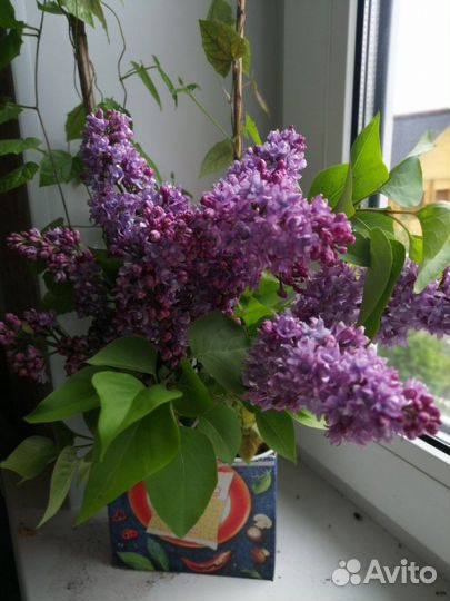 Саженцы сирени махровой