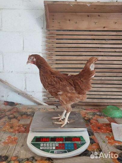 Куры молодки оптом 4-5 мес.опт и розница
