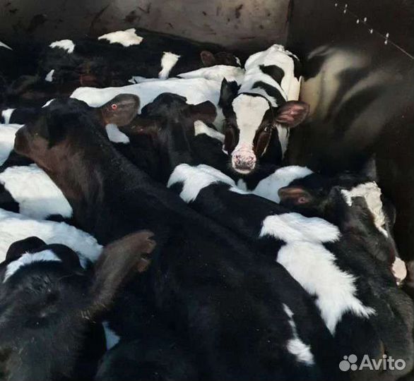 Телята бычки