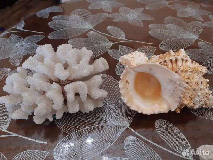 Морские ракушки раковины