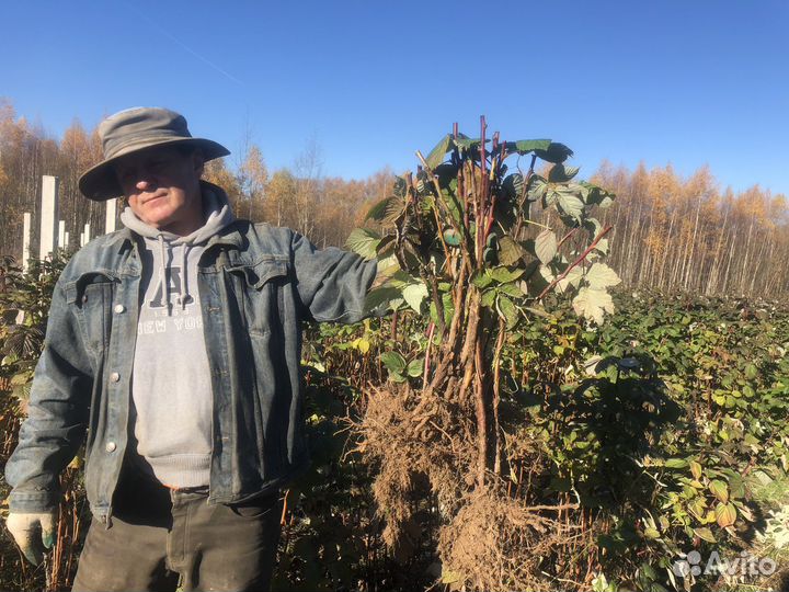 Малина Маравилла (саженцы), оптовое предложение