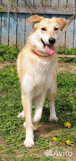 Собака в добрые руки