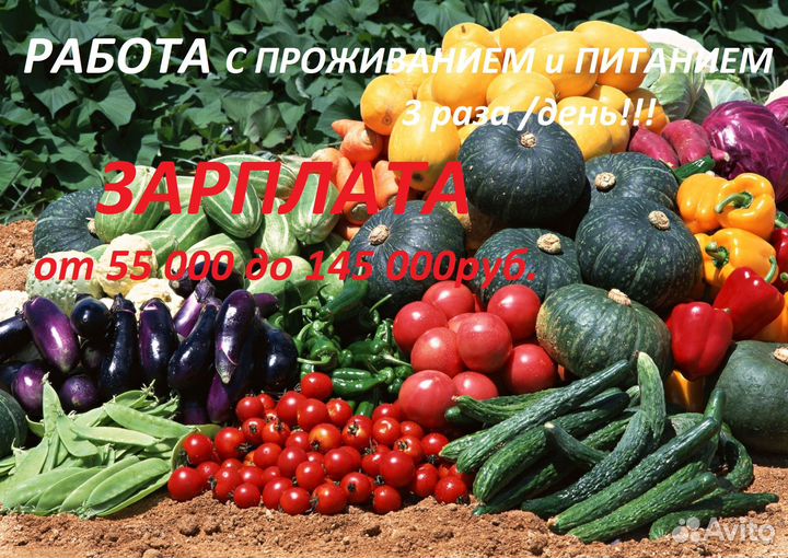 Уборка Урожая Вахта