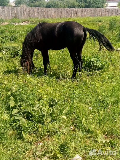 Русский рысак