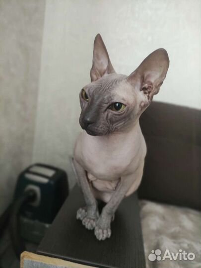 Донской сфинкс кошка