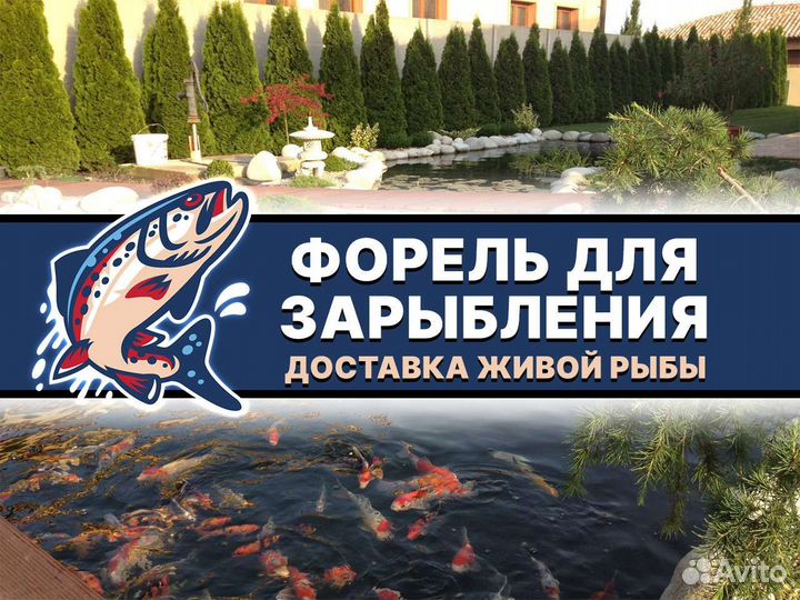 Радужная форель. Рыба форель для зарыбления