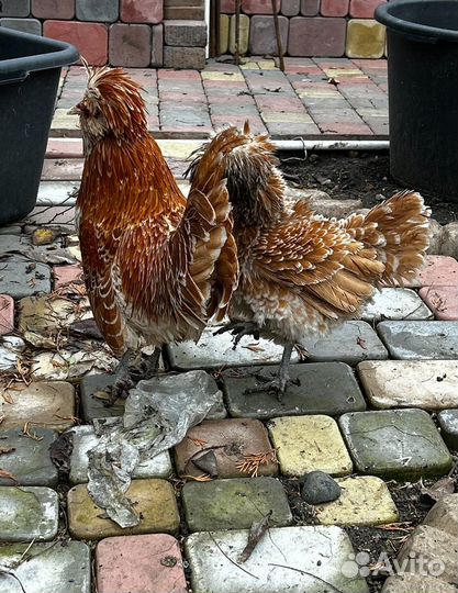 Куры Падуаны