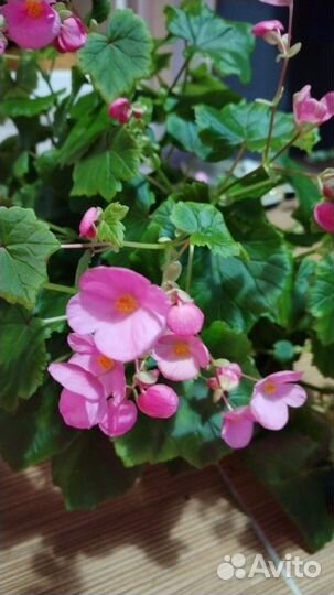 Цветы комнатные