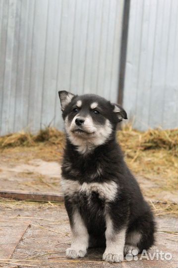 Щенки в добрые руки