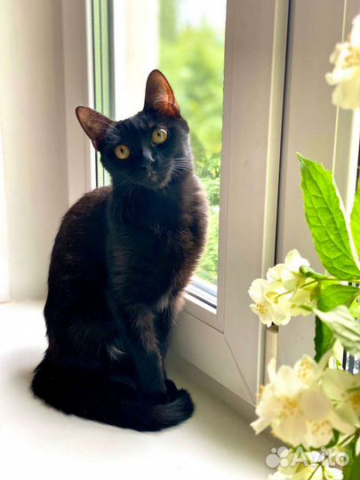 Черный котенок подарит вам радость котик 6 мес