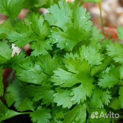 Семена кориандра Карибе