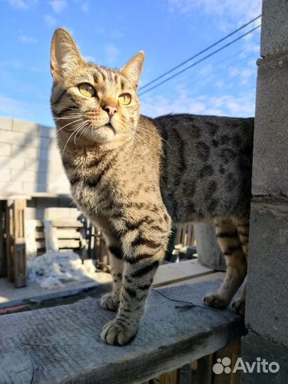 Кот бенгальский кастрированный