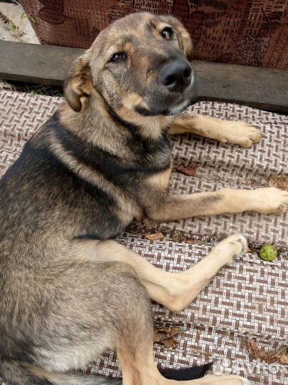 Отдам щенка-девочку