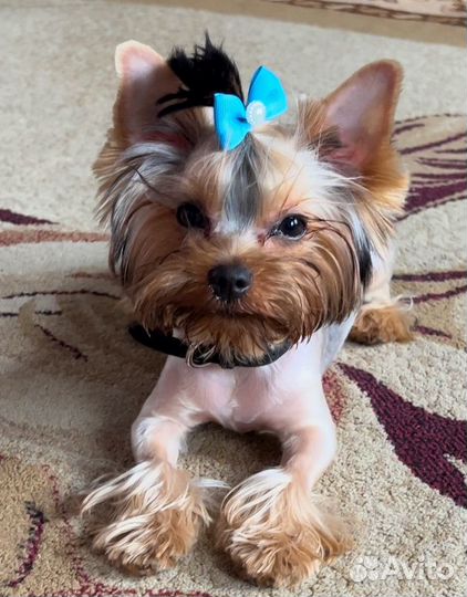 Йоркширский терьер мини вязка