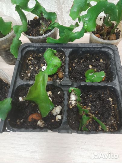 Комнатные растения