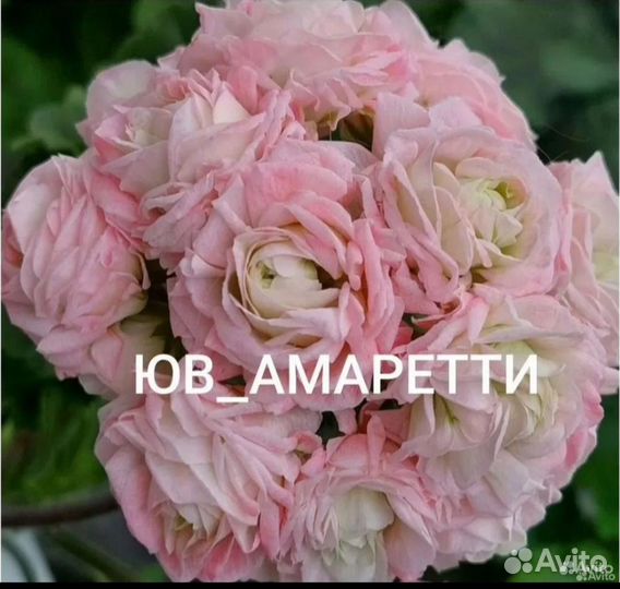 Герань пеларгония