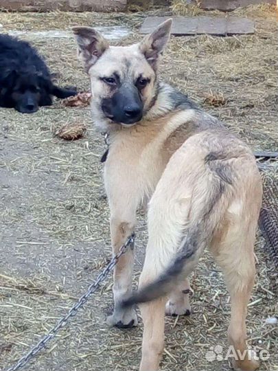 Собака бесплатно