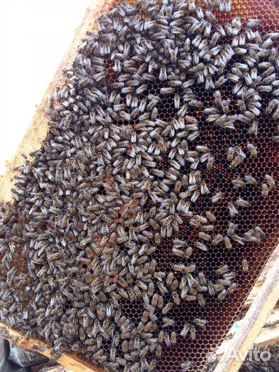 Пчелосемьи с ульями