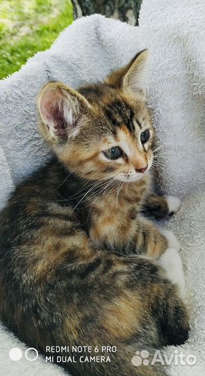 Анфиска и Лариска в добрые руки