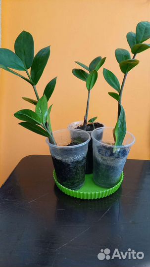 Замиокулькас