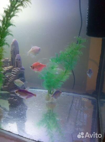 Рыбки, аквариум и другое
