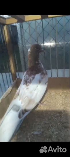 Голуби продажа бойные Тула 500р