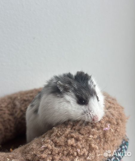 Хомяки карликовые с собственным жильем