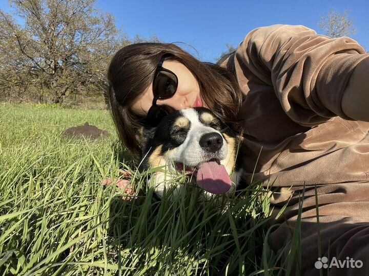 Передежка животных