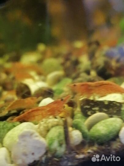 Креветки Черри