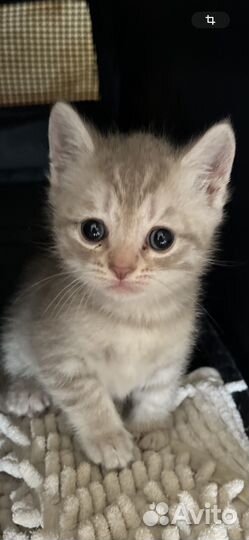 Шотландская Девочка Скоттиш Страйт