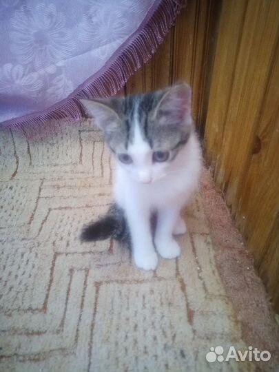 Кошки в добрые руки