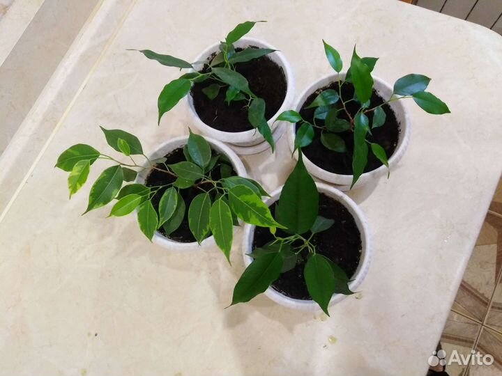 Фикус бенджамина