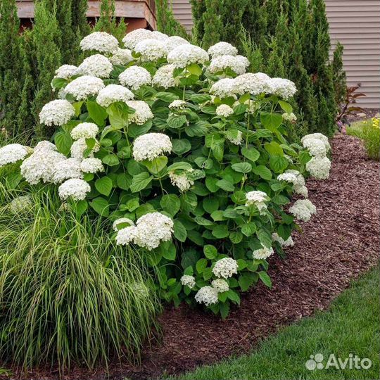 Гортензия древовидная