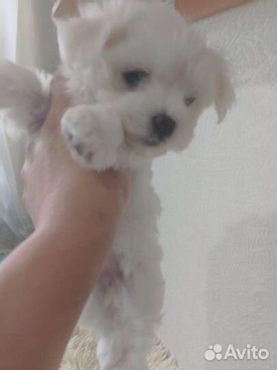 Щенки мальтийской болонки