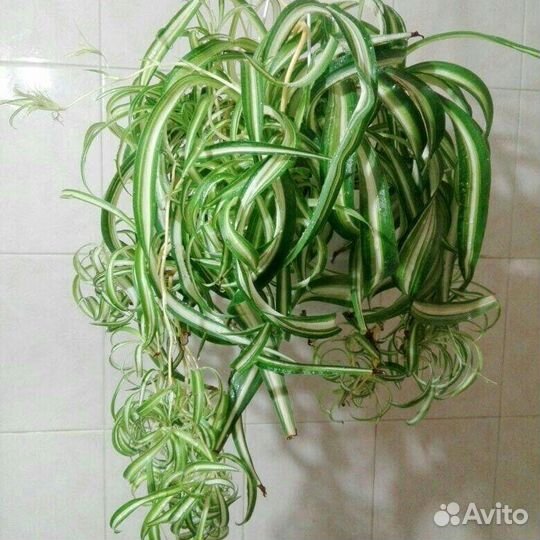 Хлорофитум кудрявый Бонни