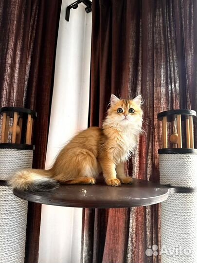 Британская золотая шиншилла