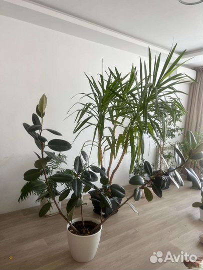 Фикус каучуконосный