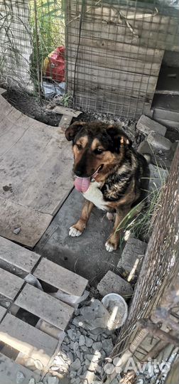 Найдена собака