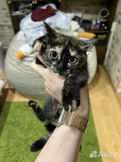 Отдам котенка, девочку