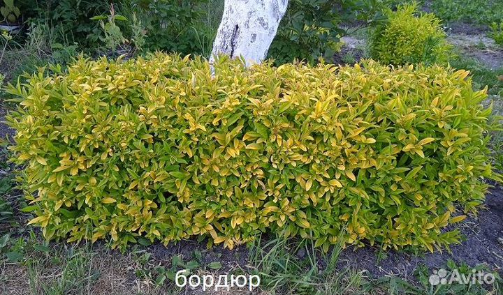 Бирючина золотистая