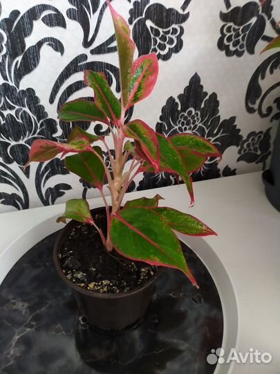 Аглаонема Крит