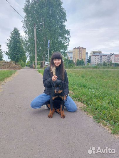 Ротвейлер