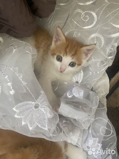 Котята